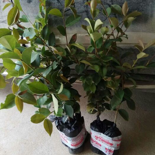 灵山县油茶苗 