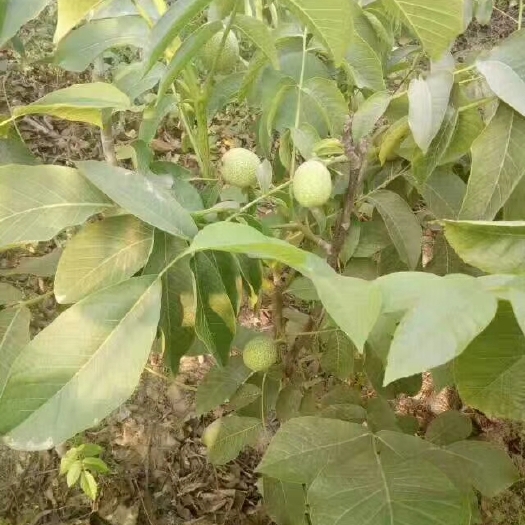 保定香玲核桃苗 