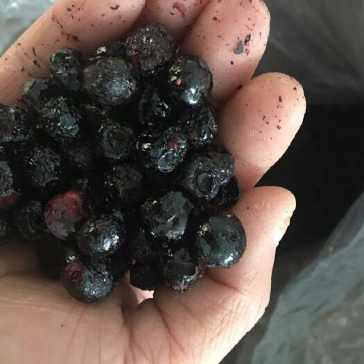 诸暨市冻干蓝莓