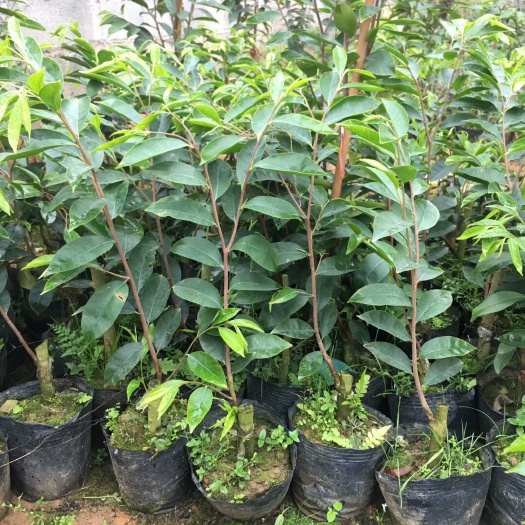 灵山县奇楠沉香树