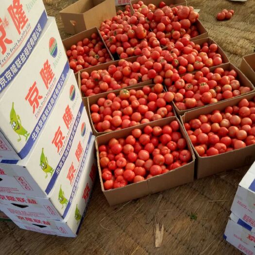 【精选】【产地直供】费县硬粉番茄  供应商超市场电商一手货源