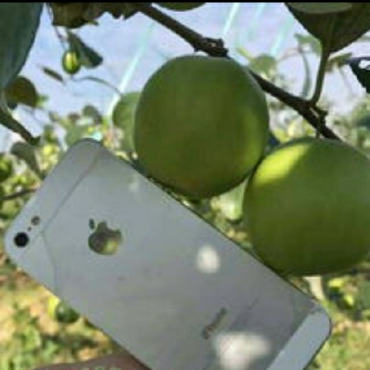 灵山县青枣苗  苹果枣