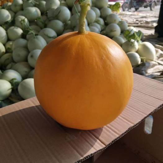 莘县 瑞红，久红瑞香瓜，各种甜瓜香瓜哈密瓜基地，品种上百种