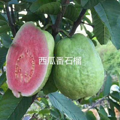 灵山县红心芭乐番石榴苗