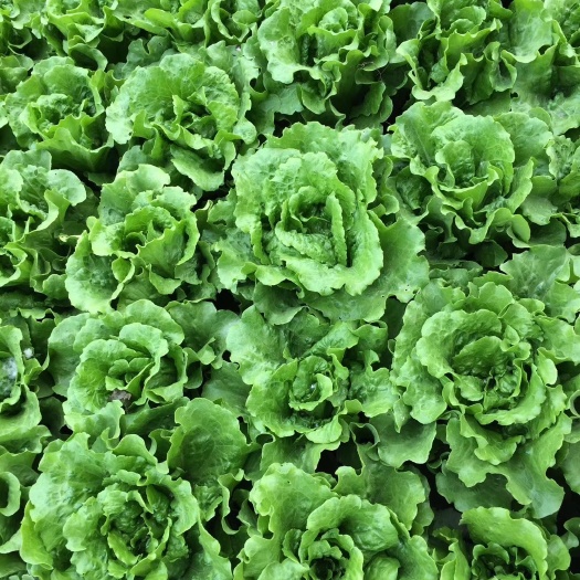 郑州耐热意大利生菜种子耐抽薹耐纽心四季可种叶片厚