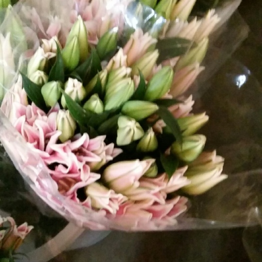 广州百合花 双头