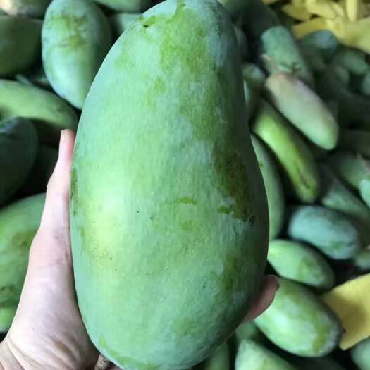 田东县 金煌芒，可以凉拌生吃的芒果，口感香甜！