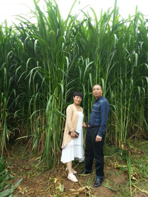 宾阳县高产牧草基地直供