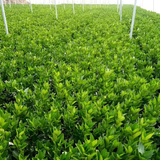 瑞金市赣南早脐橙苗 嫁接苗 0.5~1米 