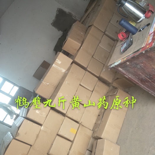 鹤壁山药种 大量供应九斤黄山药原种