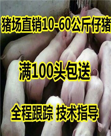 沂南县三元仔猪防疫齐全全国送货