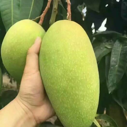 灵山县 金煌芒果苗 桂七   凯特  台农 四季芒果苗 正品嫁接苗