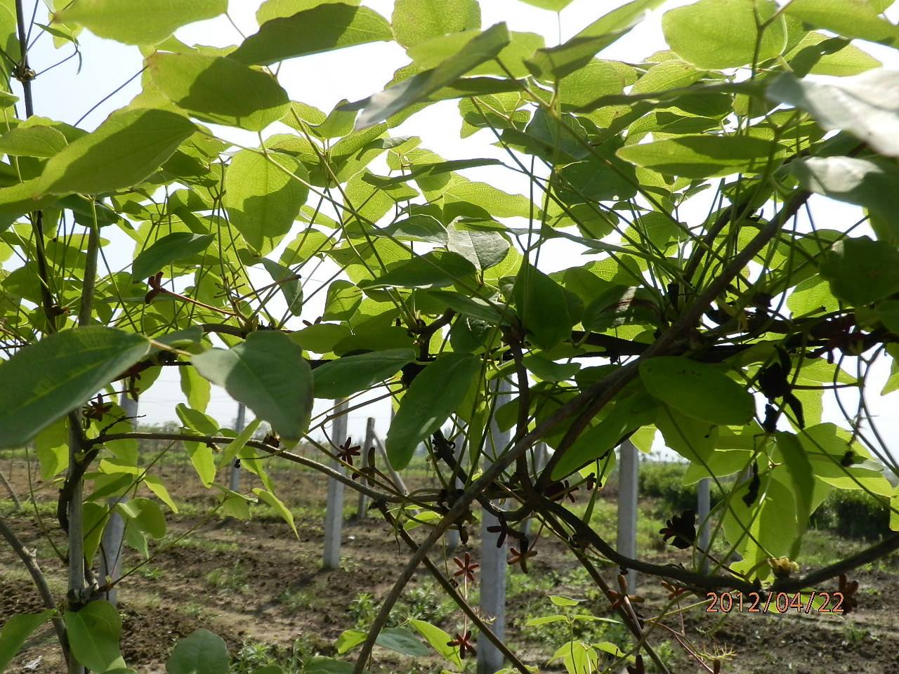 野生八月瓜 种植 150g以上 