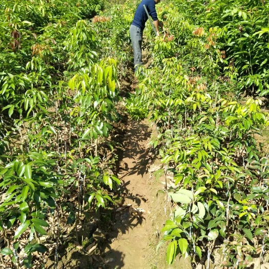 灵山县无核荔枝苗 