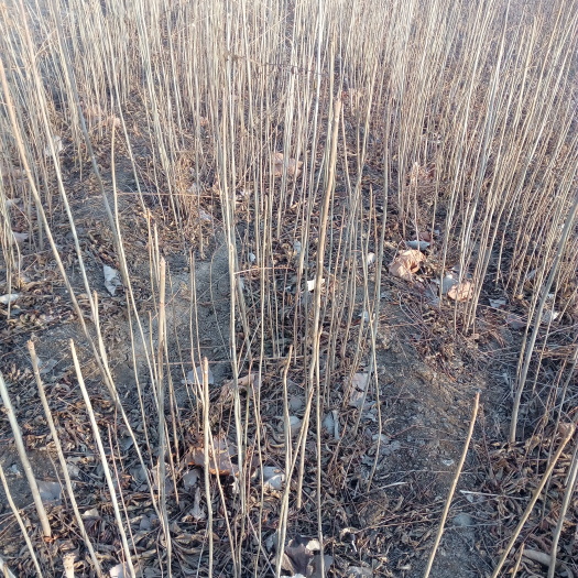 泰安大红袍花椒苗 