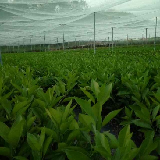瑞金市赣南早脐橙苗 嫁接苗 0.5~1米 