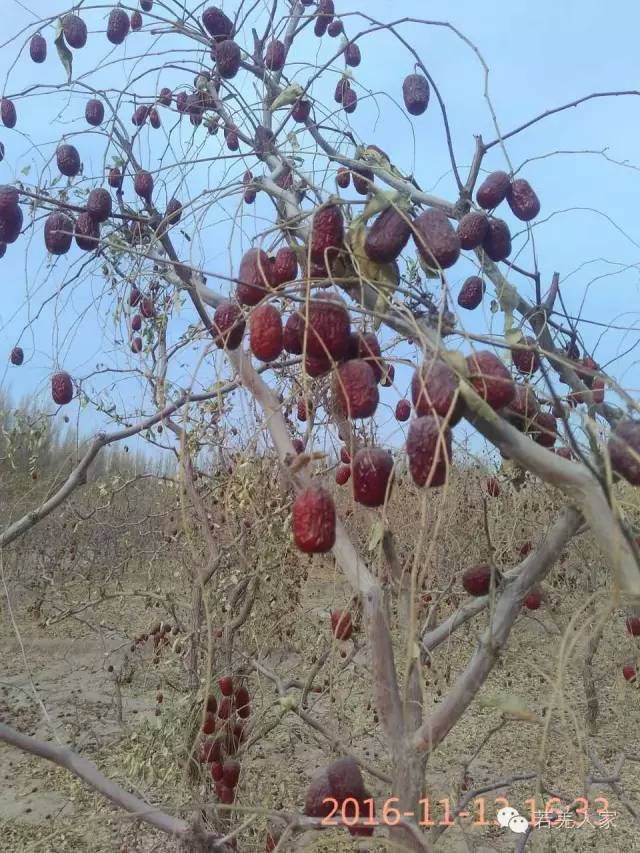 特级若羌灰枣  产地直销若羌县发货（包邮）