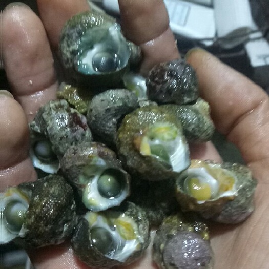 太阳螺 连螺，