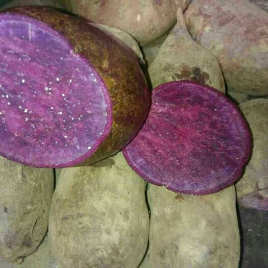 紫罗兰紫薯苗