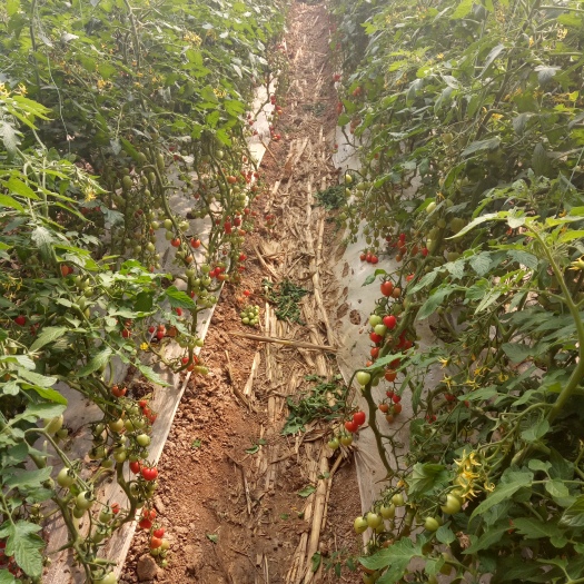 商河县贝贝1号圣女果