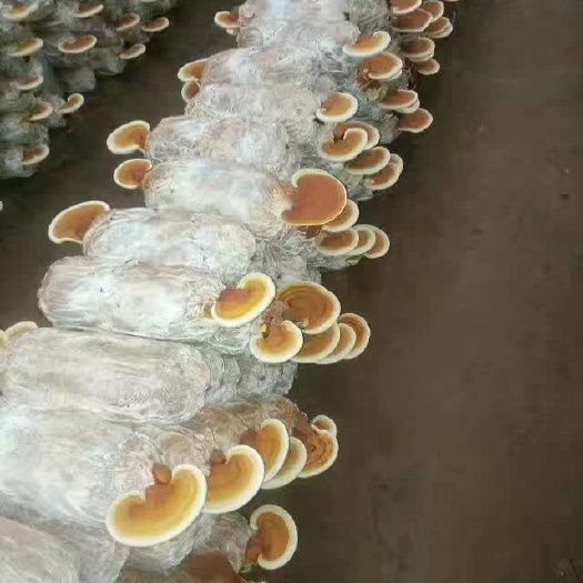 冠县人工灵芝 灵芝菌棒直接长出灵芝