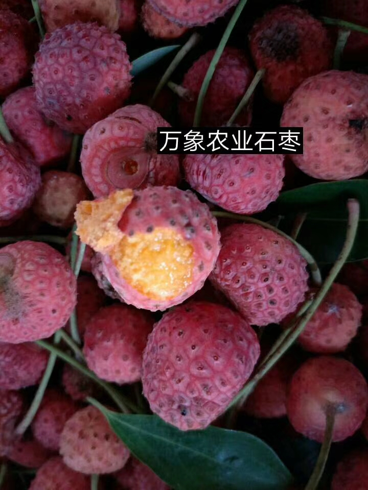 石枣苗 