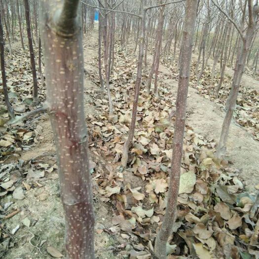 肥城市瑞士红色之爱苹果苗 0.5~1米