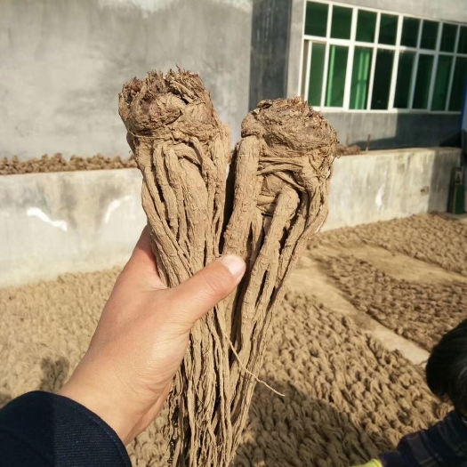 陇南岷当归 甘肃省陇南市武都区