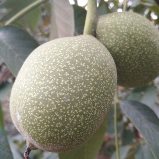 泰安香玲核桃苗
