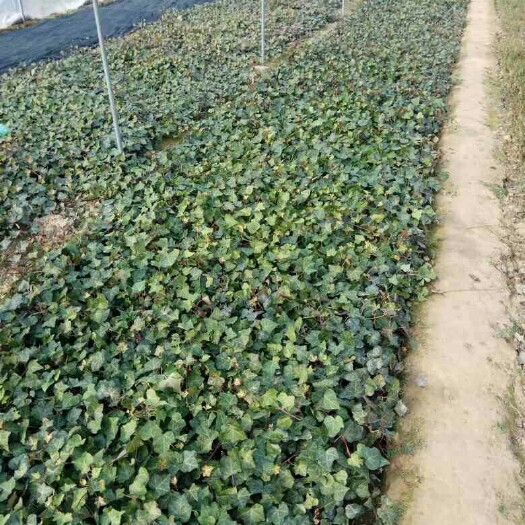 鄢陵县小叶扶芳藤