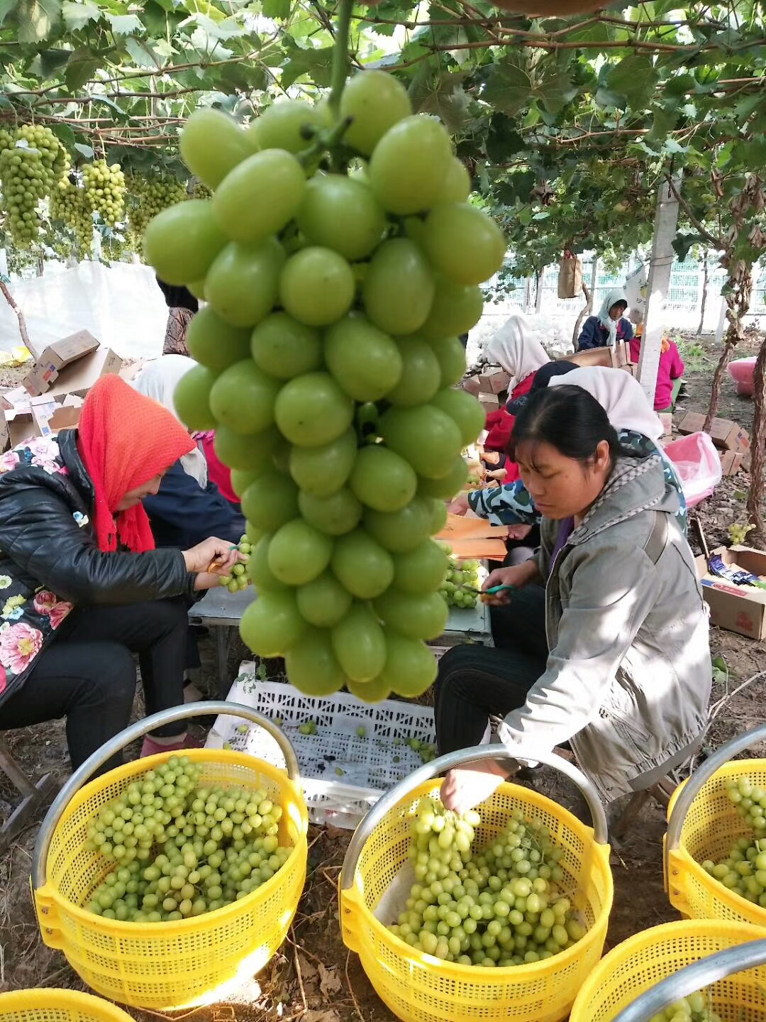 陽光玫瑰葡萄苗  基地直供陽光玫瑰保證純度假一賠萬