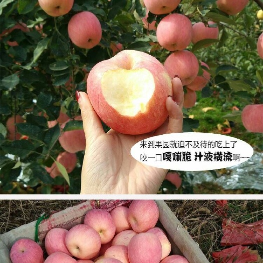 虞城县冰糖心苹果 80mm以上 片红 膜袋
