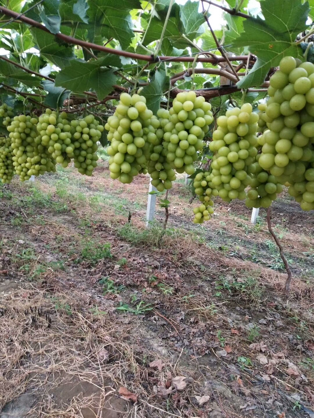 陽光玫瑰葡萄苗  基地直供陽光玫瑰保證純度假一賠萬