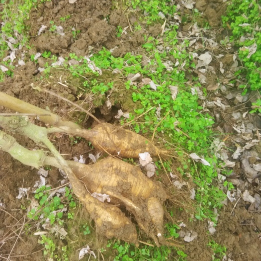 藤县葛种种苗 