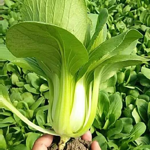 南通小青菜 10~15公分