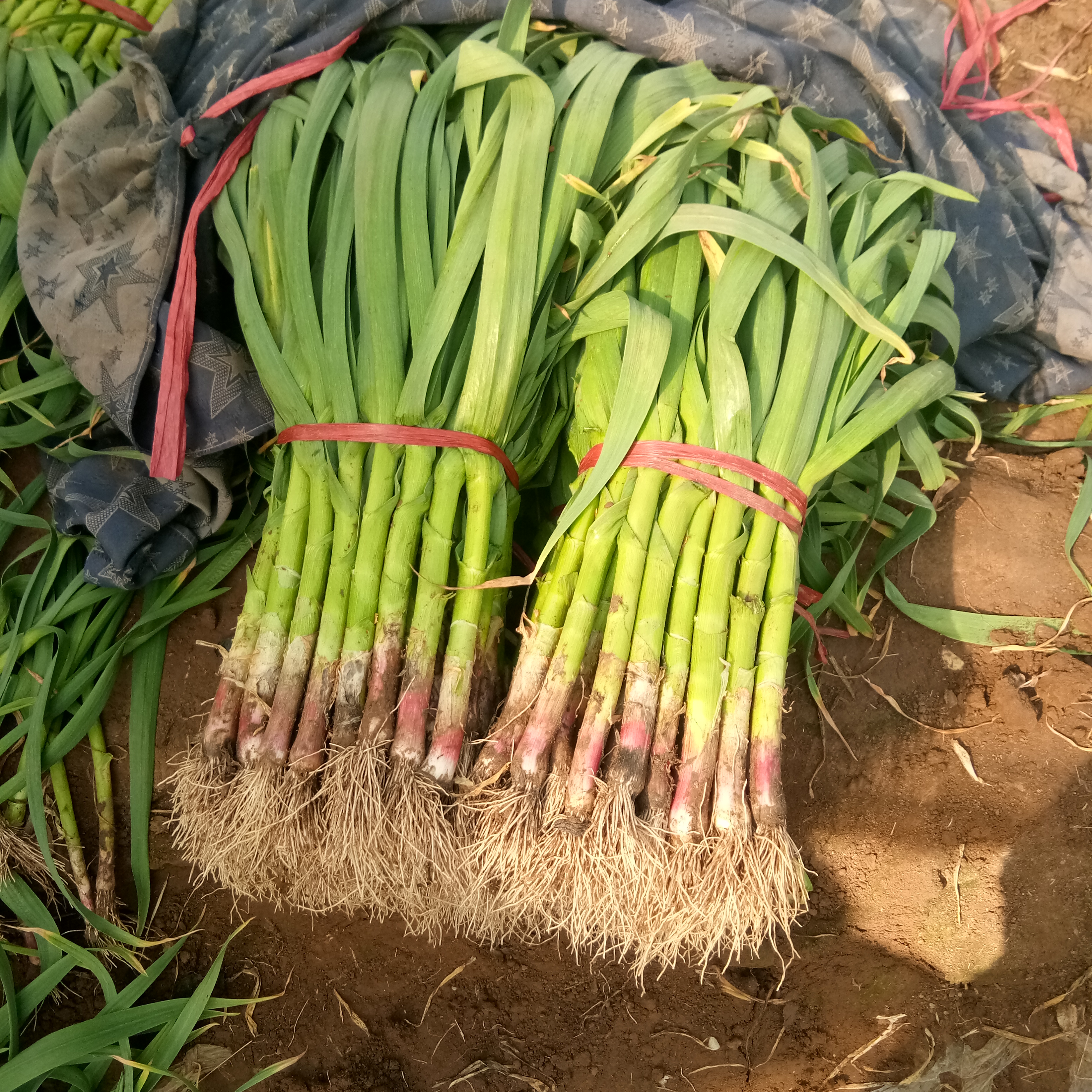 我刚发布了新供应[红根蒜苗 60 70cm,想要货的可以找我咨询!