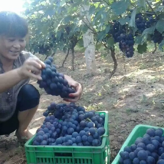 眉县户太八号葡萄苗