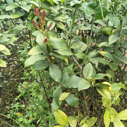 灵山县香水柠檬苗 