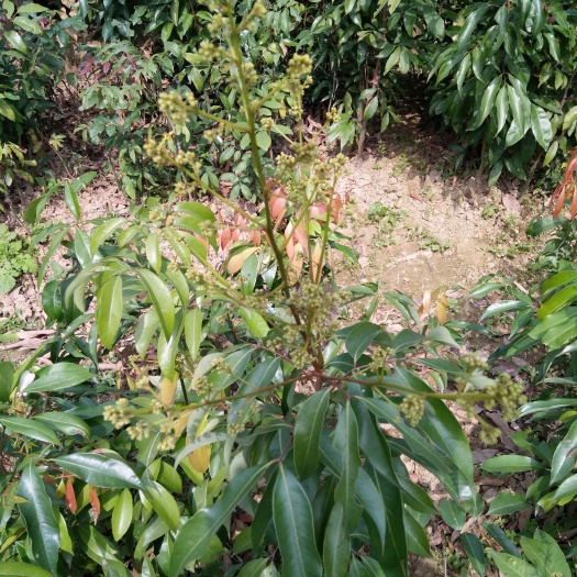 灵山县无核荔枝苗