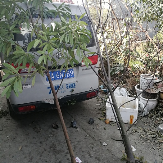 仁寿县小叶桢楠