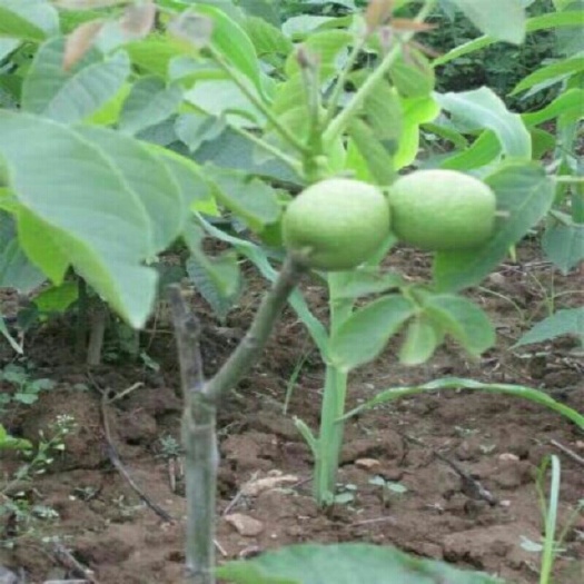 泰安香玲核桃苗