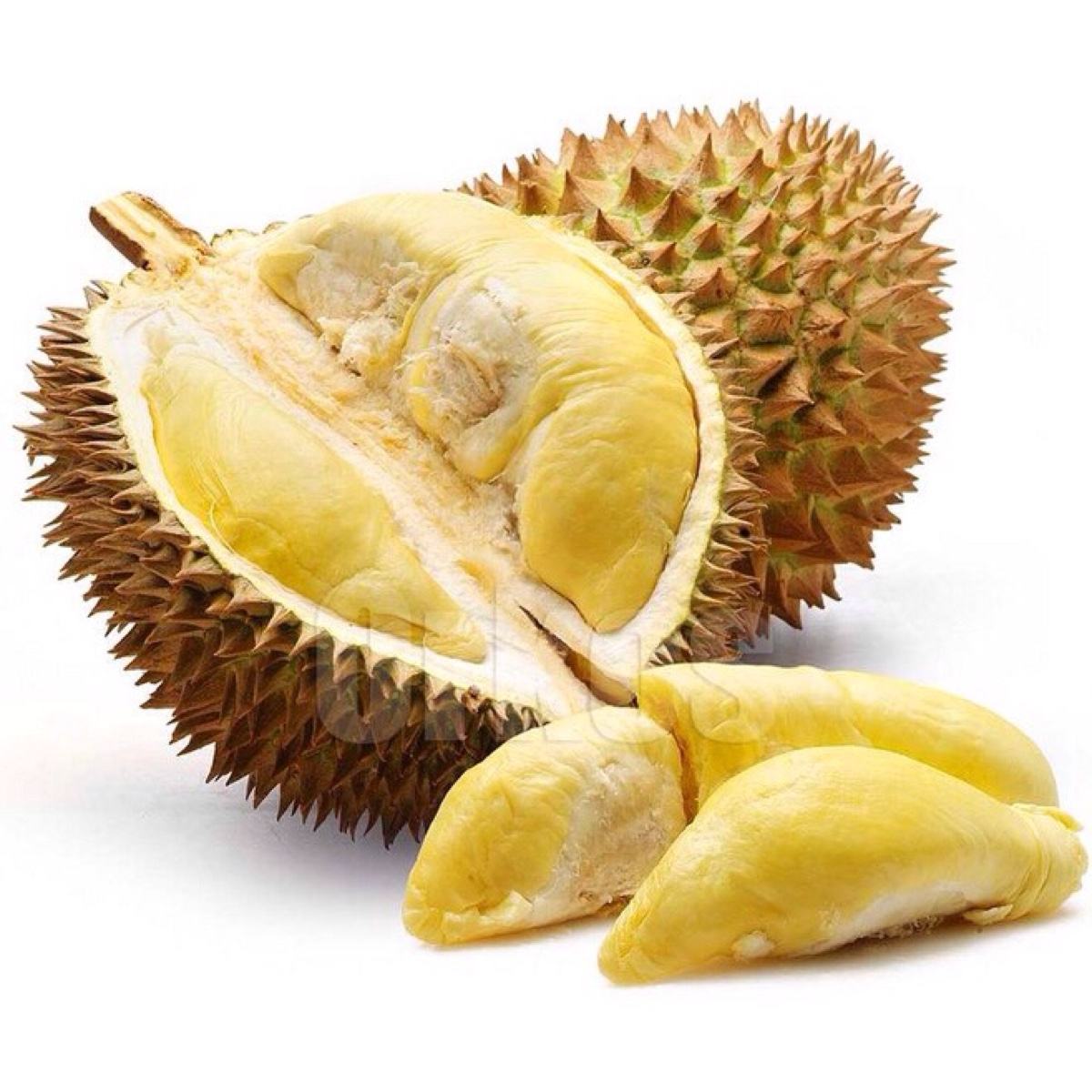 金枕榴莲苗 
