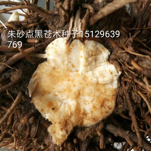 洛南县苍术种子 