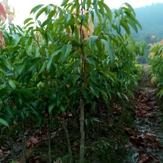 灵山县无核荔枝苗
