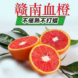 瑞金市卡拉卡拉红肉脐橙苗 脐橙苗 赣南脐橙苗 血橙苗提供技术指导