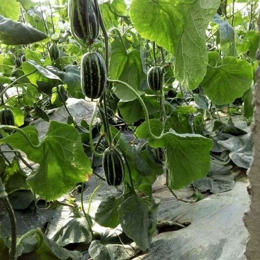 潍坊博洋9号甜瓜 1斤以上