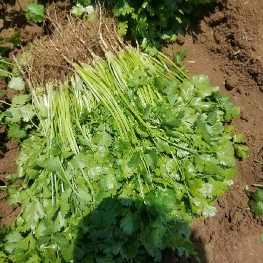 香河县大叶香菜 20~25cm 