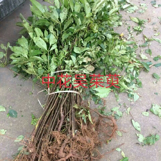 淳安县吴茱萸