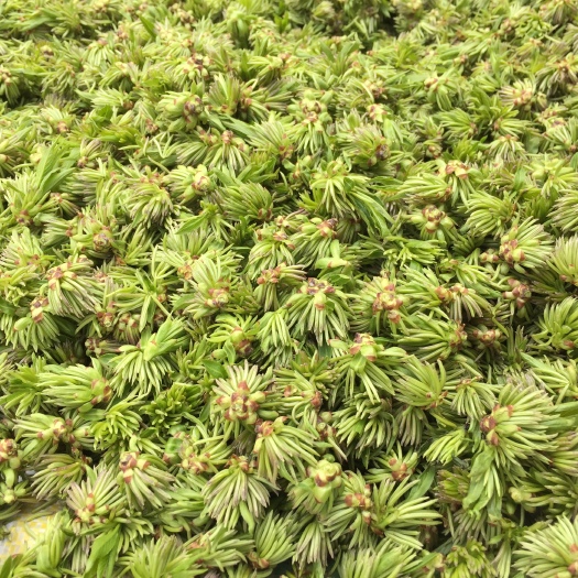 康县杜仲雄花  新鲜，无现货，每年4月1到4月15号供应，花