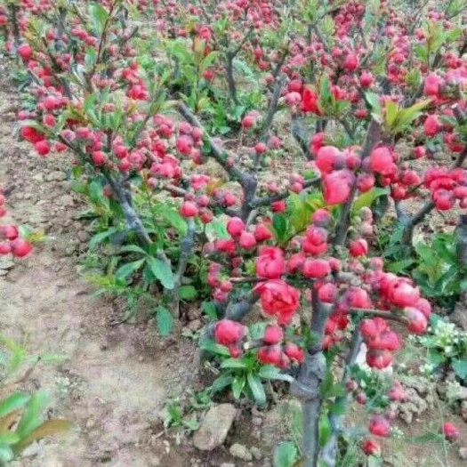 平邑县寿星桃观花盆栽